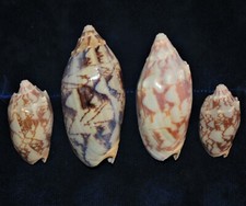 FOUR pcs BAT VOLUTE SEA SHELLS 2 to 3-1/2"  BEACH DECOR CRAFT REEF NAUTICAL