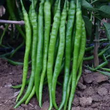 100pcs+ Chili pepper seeds, Spicy Pepper Seeds 长线椒种子