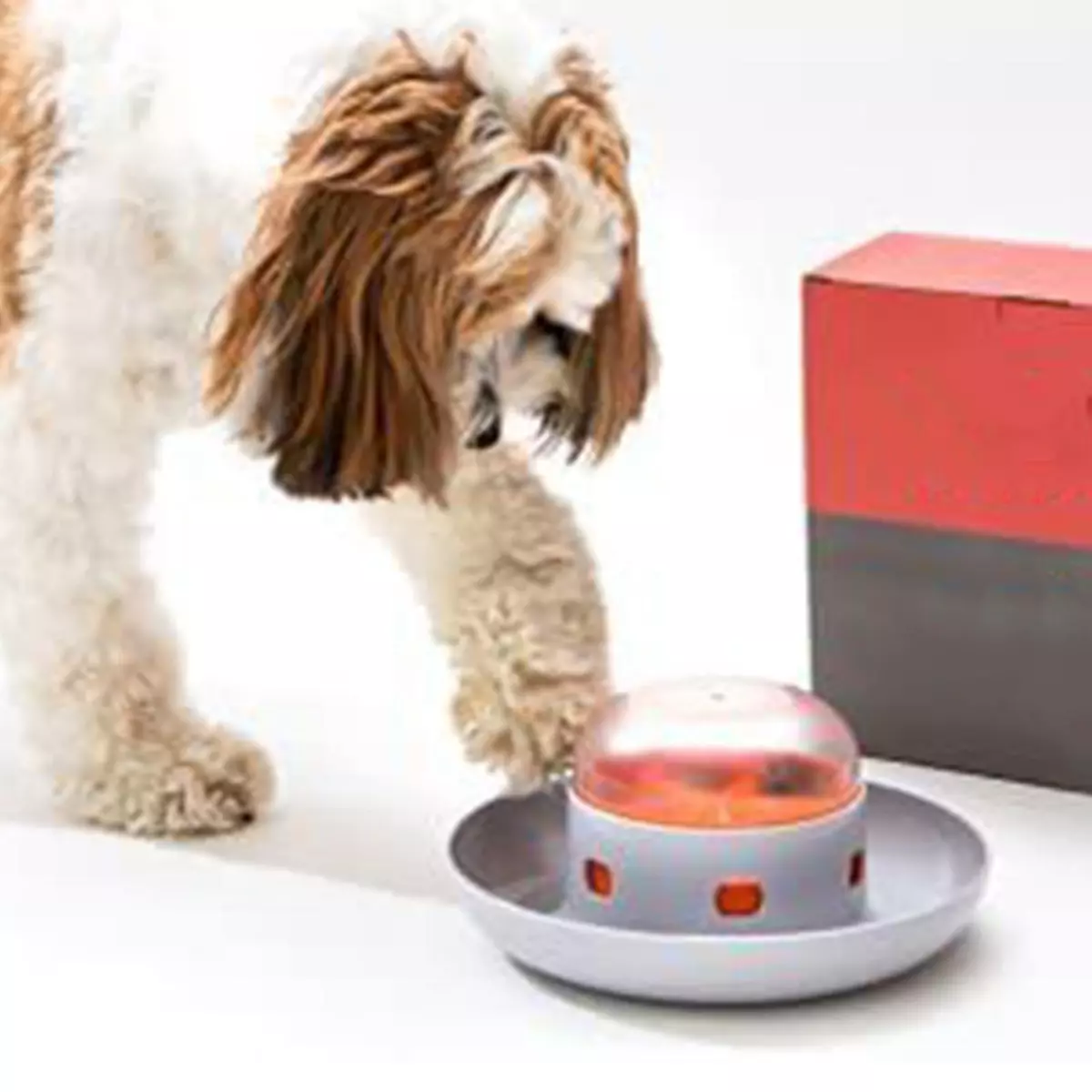 Dog pushes food 2025 out of bowl