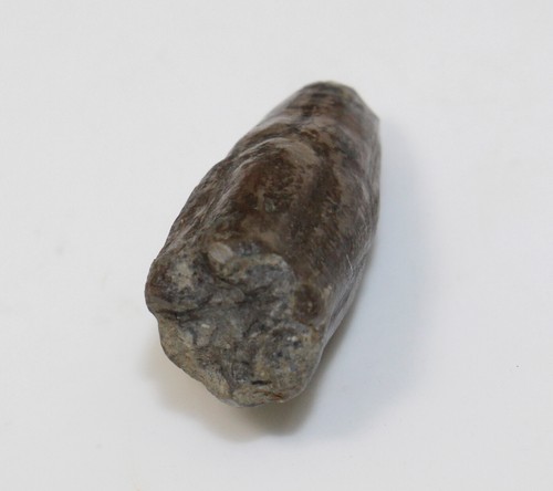 Crinoide, Bactrocrinites fusiformis, Devon, Givet, Üxheim, Eifel, BRD -eb8947 - Picture 3 of 6