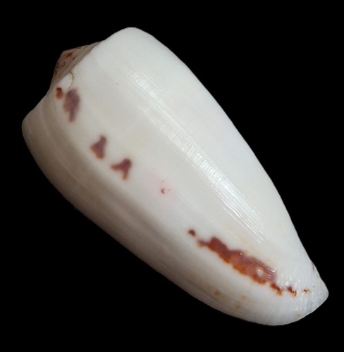 Sea Shell Conus magus 68,1 mm, F+++, cuerpo blanco muy bonito, impresionante - Imagen 6 de 6