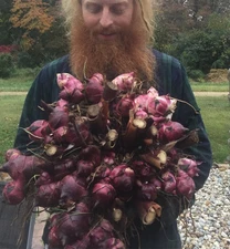 Achira (Canna edulis) 3 Tubers - edible and ornamental canna lily
