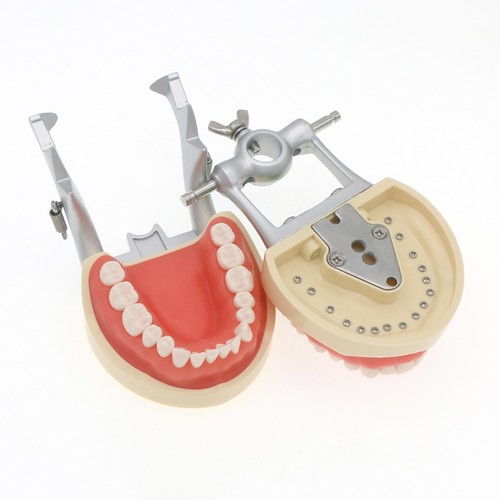 Dental Typodont Teeth Model With Removable Teeth fit Kilgore NISSIN 200/500 Type - Picture 39 of 75