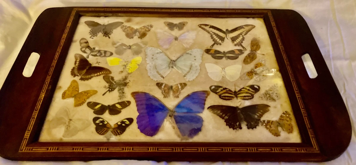 Lot De 3 Cadres Papillons Sous Verre + Cadre Bois #A532 - France