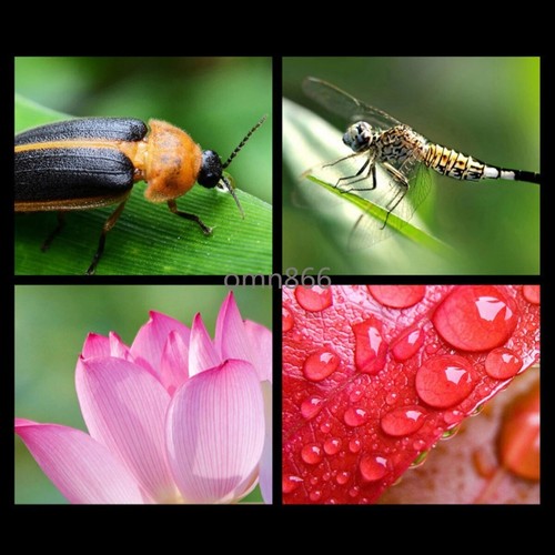 HD 2in1 Lens 0.45X Super Wide Angle Macro Lens Kit 12.5X Phone Camera 2 Function - 第 20/33 張圖片