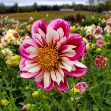 1  Collerette Dahlia BUMBLE RUMBLE Bulb Tuber Clump GREAT POLLINATOR - US Seller