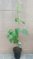 2 Seedless Grape Vine (Red Flame and Thompson) 