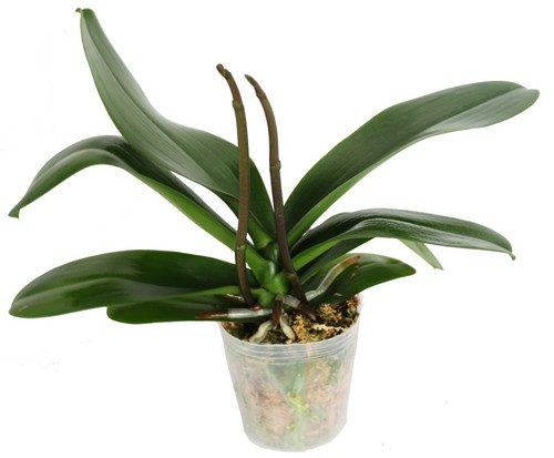 Phalaenopsis Sogo Yukidian "V3". Large White.Two Spikes - Picture 2 of 2