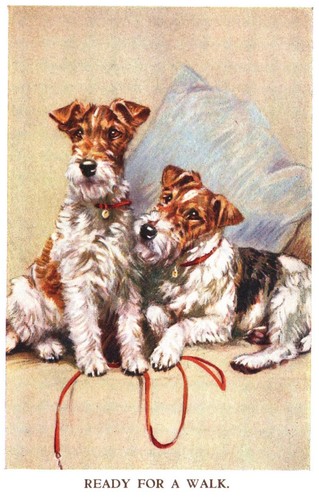 Entzückende DRAHTHAARIGE FOXTERRIER HUNDE auf A/S MABEL GEAR Vintage unbenutzte Postkarte