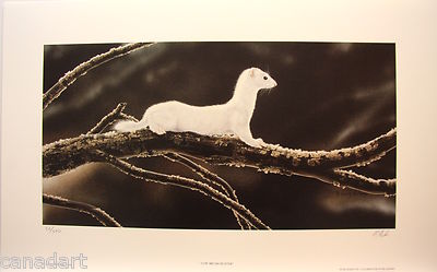Randy FEHR '' Low Brush Hunter '' LTD art print mint condition Weasel COA Ermine 