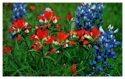 Bluebonnets Texas State Flower Ebay