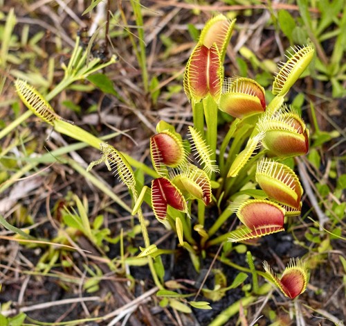 Dionaea muscipula 5-10cm -