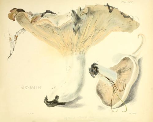 BEIGE Mushroom VTG Botanical Illustration Fine Art Giclee High Res 8x10 Print - Picture 1 of 2