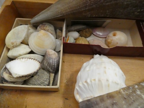COLLECTION VINTAGE SEA SHELLS CONCH SPINEY CONES STARFISH SPECIMENS WOODEN CASE - Picture 6 of 14