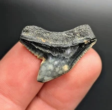 Uniquely Patterned Tiger Shark Tooth From South Carolina