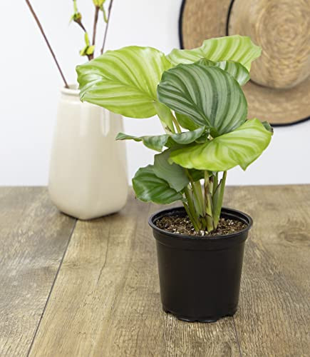 Calathea Plant Live Prayer Plant Live Indoor Plant, Calathea Live Plant Live ... - Picture 7 of 12