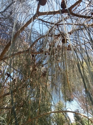 Weeping She Oak native plant Seeds X 30 Victorian Grown - Picture 5 of 7