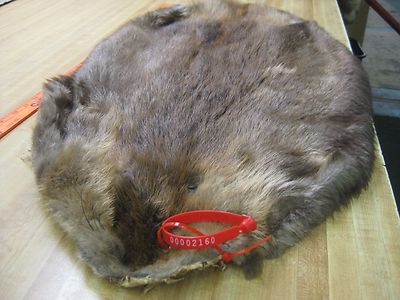 Tanned Beaver Hide Trapping Fur Coats Fur Craft  #00002160 Row A-4