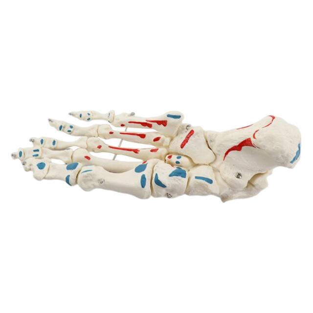 Colored Foot Anatomy Model Anatomy Diagram Foot Skeleton for Study Teaching