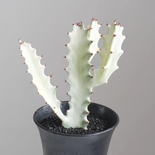 Succulent Cactus Plant Euphorbia Royleana White Dragon Bone（Multi-Heads） - Picture 2 of 12