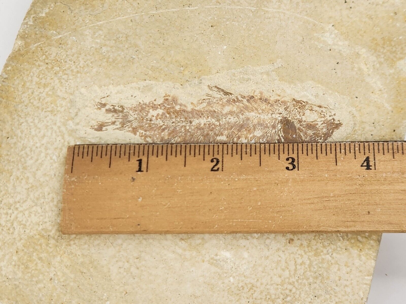 Picture 7 of 10