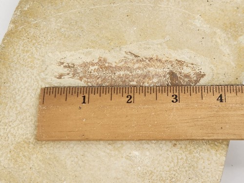Diplomystus dentatus Fossil Fish - Split Layer - Green River Fm., Kemmerer, WY - Picture 7 of 10