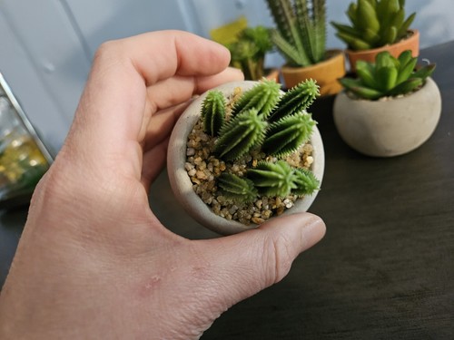 Lot of 4 Artificial Decor Plants succulents , wooden holder with 5, desert decor - Picture 9 of 12