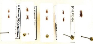 Staphylinidae Pselaphinae 9 pcs, Podolia, Carpathians, Pareudectus eppelsheimi