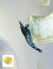 NEW  PK Endlers UNSEXED WILD NEOCARIDINA SHRIMP - CHOOSE OPTIONS