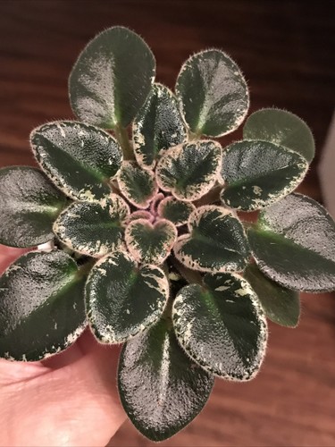 African violet Plant “Cajun's Lil Joy” Semi miniature - Picture 3 of 4