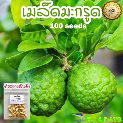100 Seeds Kaffir Lime มะกรูด Fresh Vegetable Herb Seed Naturally Grown Home Gard