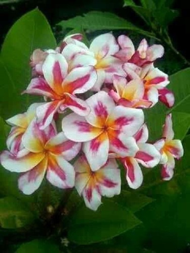 5 Pink Yellow White Plumeria Seeds Plants Flower Hawaiian Perennial Bloom Seed - Picture 23 of 24