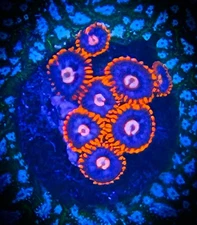 SAF~ “WYSIWYG” Snitch Zoanthid Frag, Palythoa, Paly, Zoa, Coral Colony