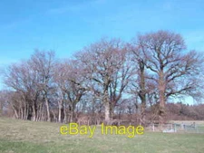 Photo 6x4 Trees around a pond Willard's Hill By Fontridge Lane c2007