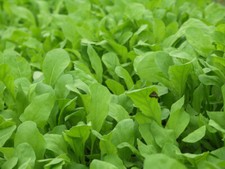 Arugula Seeds 500 Roquette Rocket Herb Garden Heirloom NON-GMO FREE SHIPPING