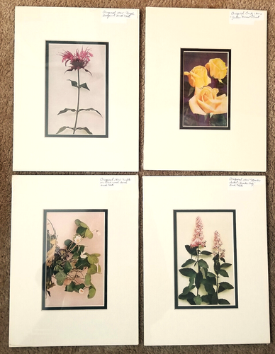 Lot 4 Lithographien Floral Anfang 1900 1993 Titel mattiert versiegelt