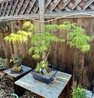 Japanese Maple Bonsai Tree “Viridis Cultivar”