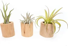Driftwood Containers with Large Tillandsia Air Plants - Easy Care Indoor Outdoor
