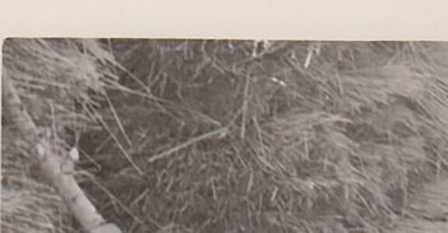 Affectionate Handsome Young Man Hungs From Tree Weird Unusual Snapshot Photo - Picture 2 of 7