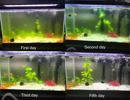 Filtro compacto para acuario: vuelve transparente el agua verde para tanques de hasta 75 galones - Imagen 4 de 8
