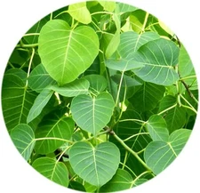 Peepal Leaf Powder Leaf Ficus religiosa Sacred fig