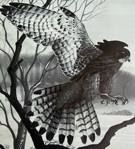 Common Kestrel Art Print Black & White Birds Of Prey Vintage Nature 1979 DWT11B