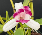 Division Cattleya intermedia aquinii vinicolor ’’Pacaembu’ - Blooming