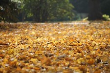 Landscape fall leaves Custom Gaming Mat Desk