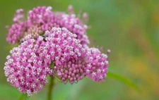 Swamp Milkweed Seeds, Asclepias Incarnata, Rose Milkweed, Easy Grow, FREE SHIP