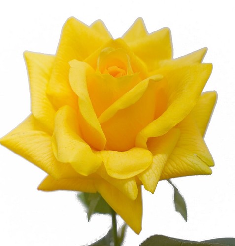 6-12Pcs Flower Real Touch Ecuador Rose 73cm Christmas Party Wedding & Home Decor - Picture 2 of 4