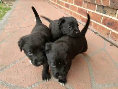 Rottie X Kelpie Puppies Dogs Puppies Gumtree Australia Singleton Area Singleton 1256447443