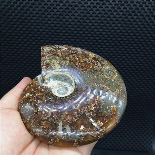 434g Natürlicher Muschel Ammonit Fossil Exemplare Madagaskars S736 - Bild 10 von 12