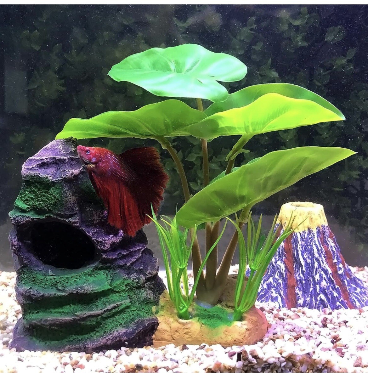 Picture 4 of 5