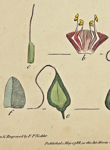 1700s Vintage Botanical Print (Snapdragon) Hand Illustrated F. Nodder - Picture 3 of 6